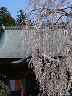 枝垂れ桜