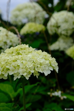 紫陽花