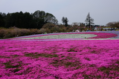 芝桜2014