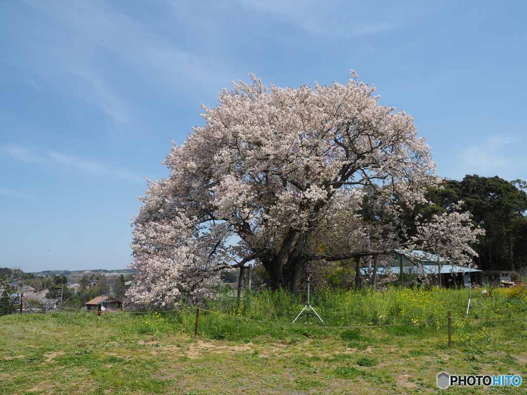 与一郎桜