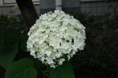 白い紫陽花