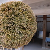 杉玉