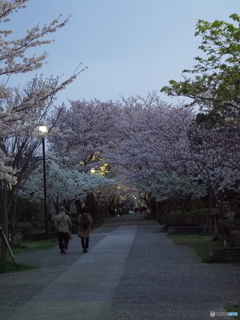 さくら道
