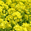 菜の花