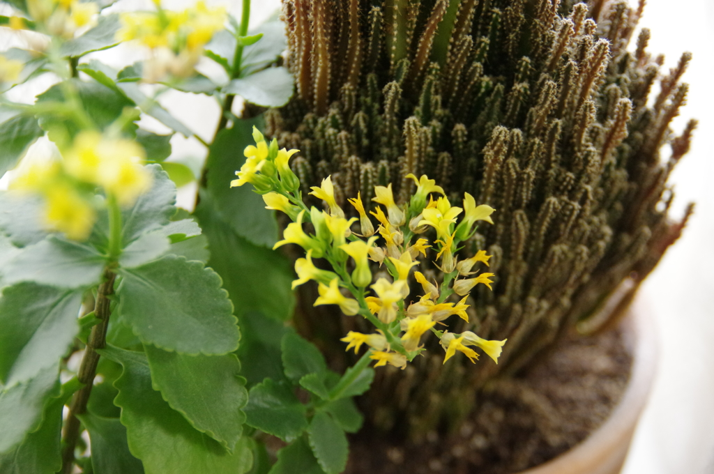 鉢植え