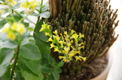 鉢植え
