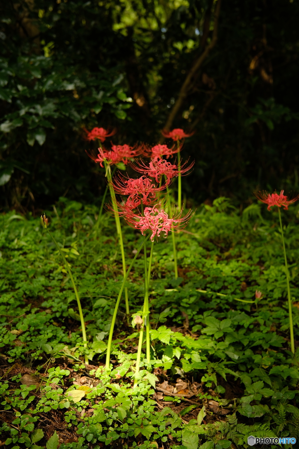 彼岸花３