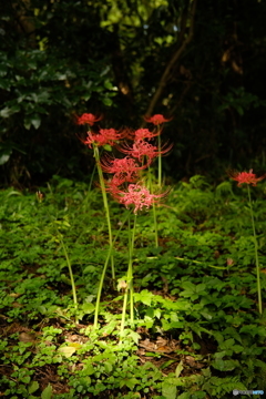 彼岸花３