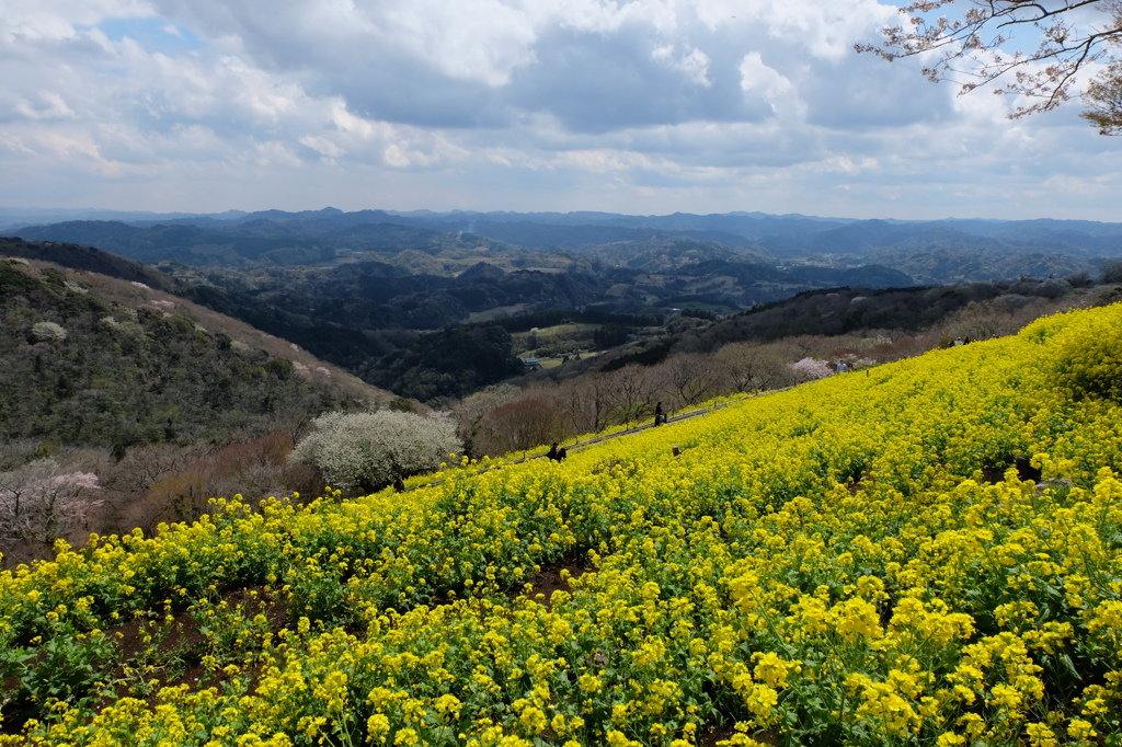 黄色のある風景