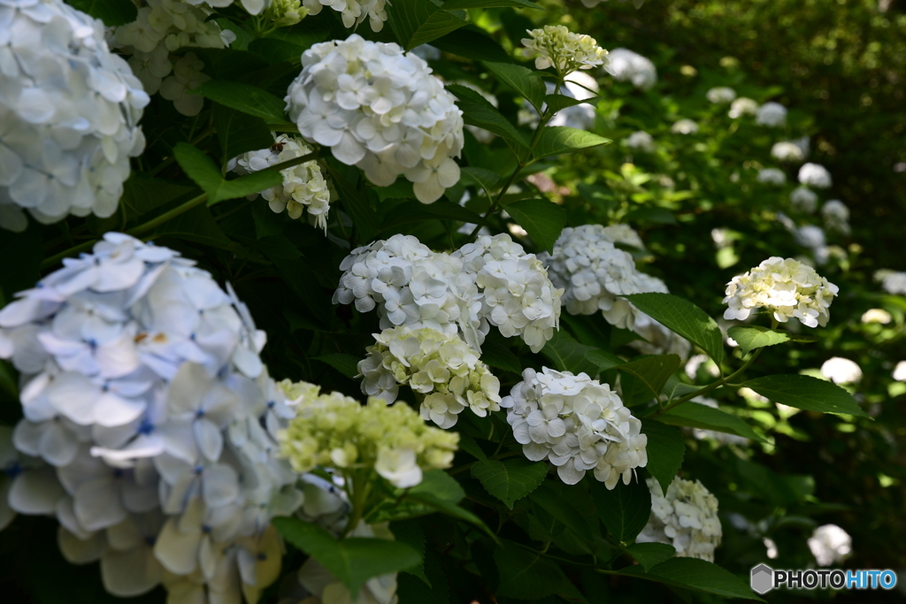 参道の紫陽花２