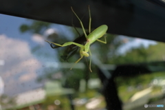 カマキリ