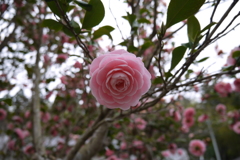 椿