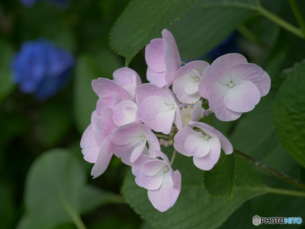 紫陽花