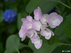 紫陽花