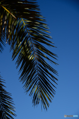 秋だけど、真夏気分