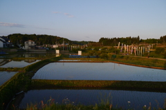 田植えとこいのぼり