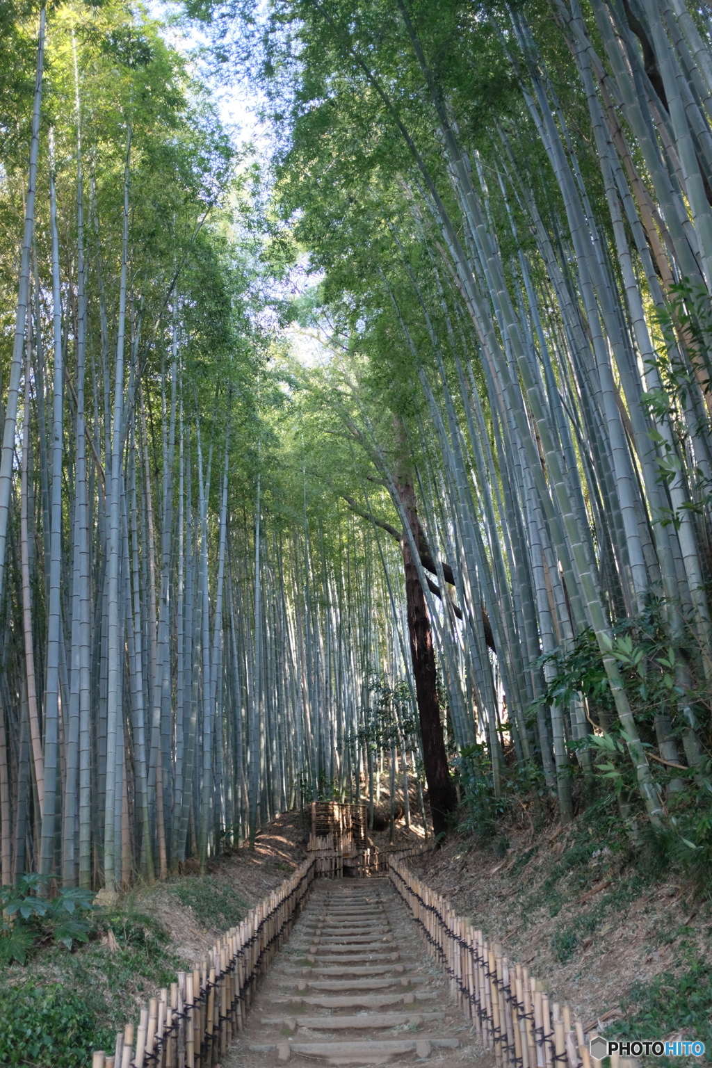 ひよどり坂