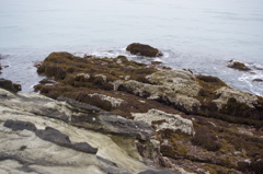 A lot of seaweed