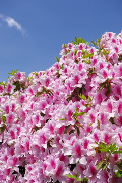 Rhododendron