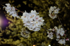 夜桜１
