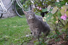 ねこ