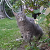 ねこ