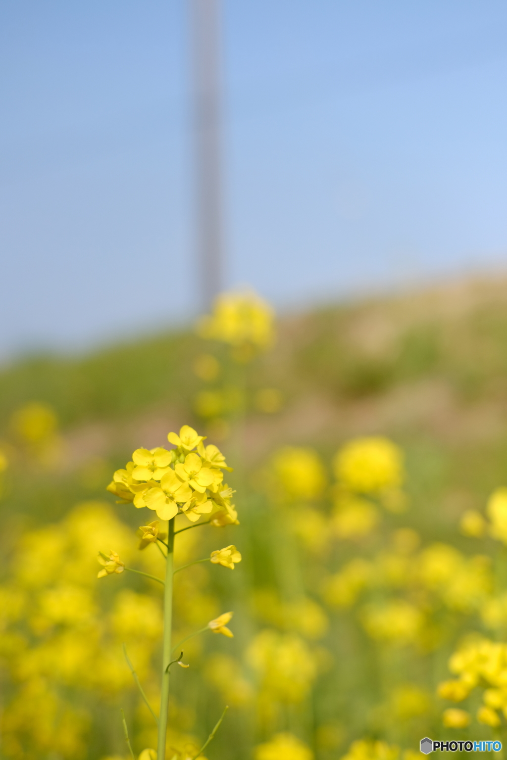 the rape-flower