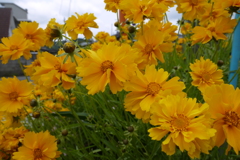 道端の花