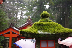 苔に雨