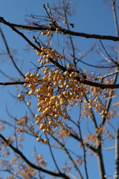 栃の木