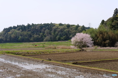 田園の春