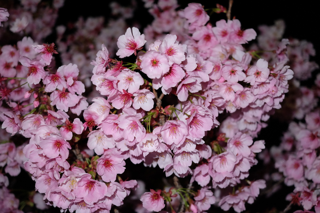 夜桜２
