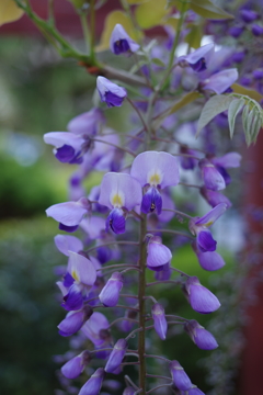 Wisteria floribunda 1