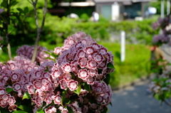 何の花だろ～？