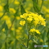 菜の花