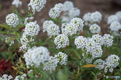 道端の花