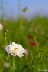 秋桜