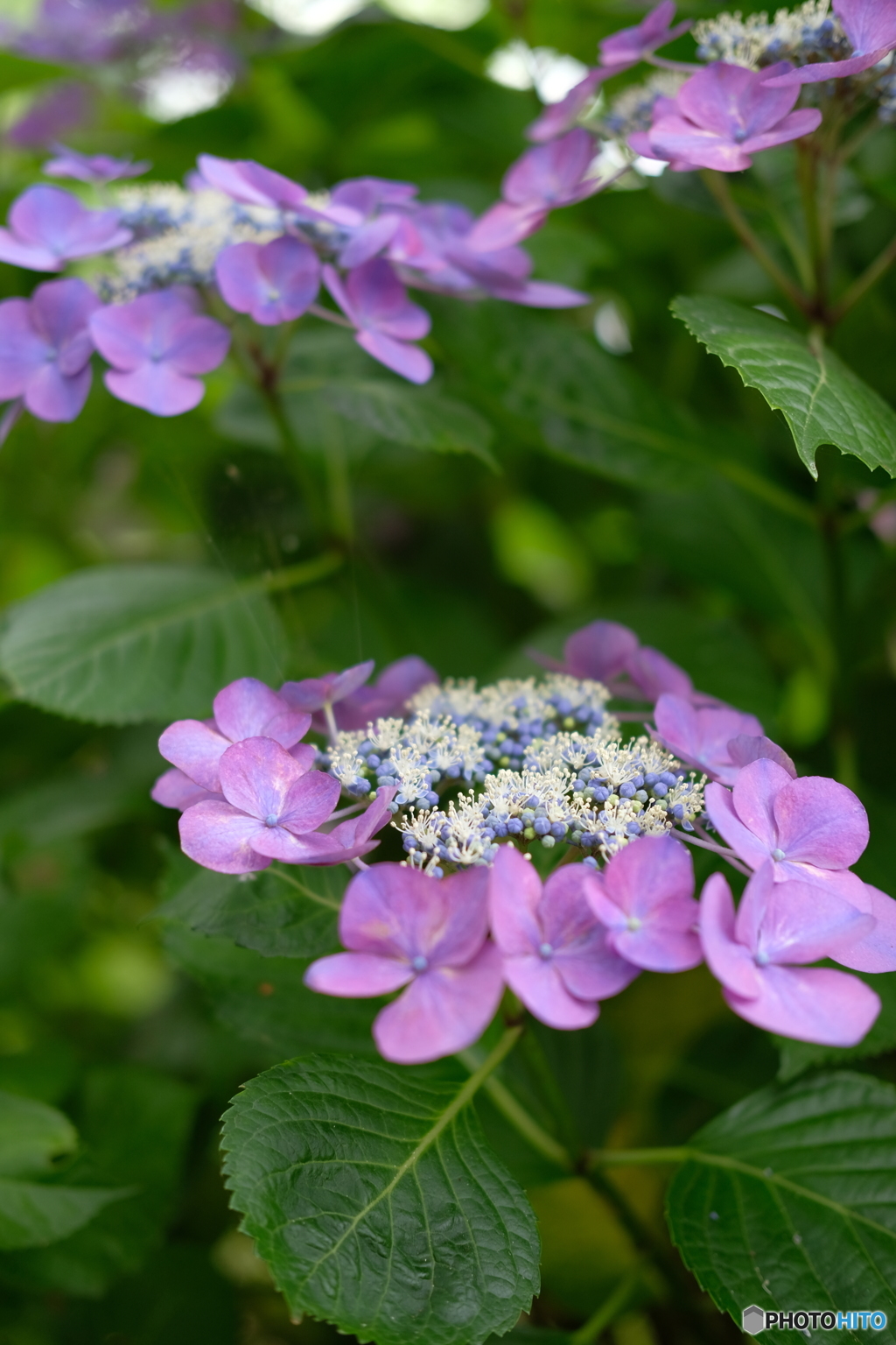 紫陽花