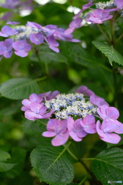 紫陽花