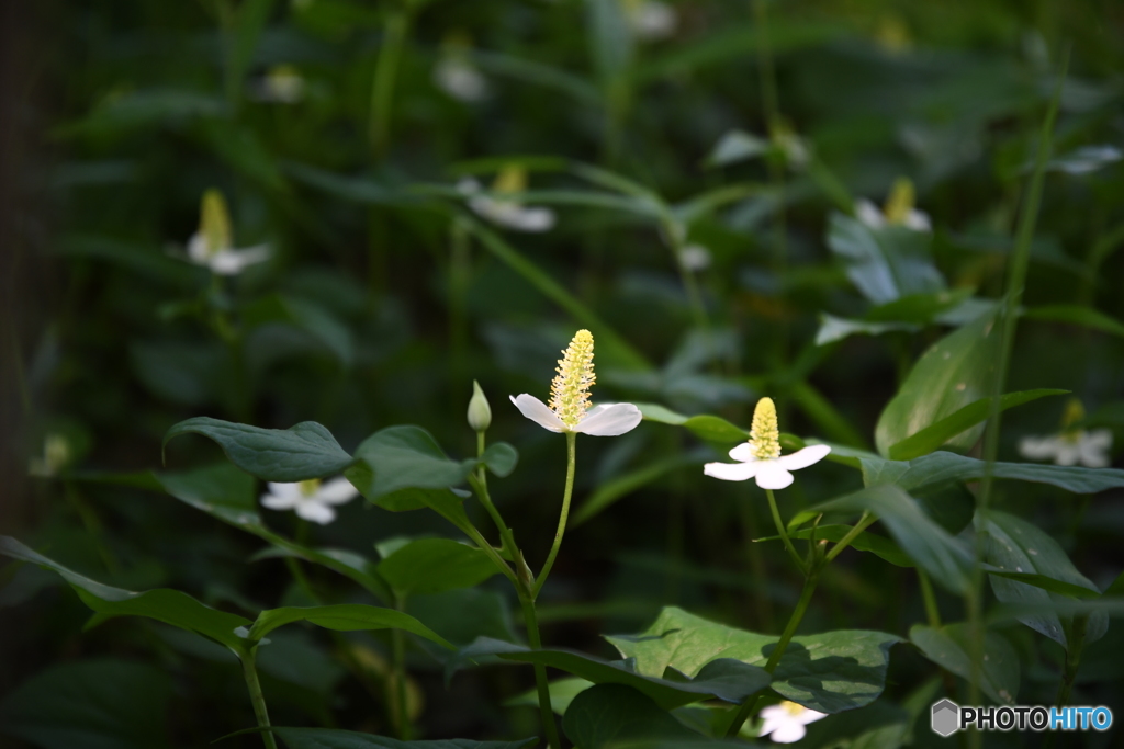 白い花