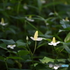 白い花