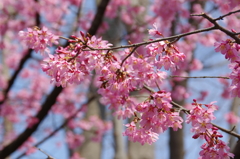 sakura 1