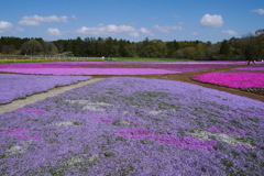芝桜２