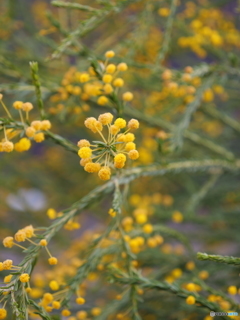 何の花？？