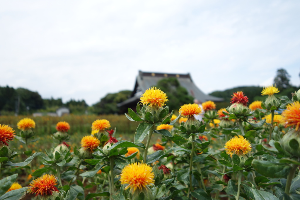 紅花