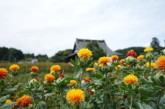 紅花