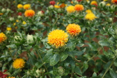 紅花2
