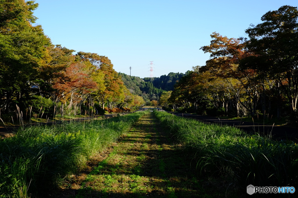 こっちの秋はまだ先かな～？