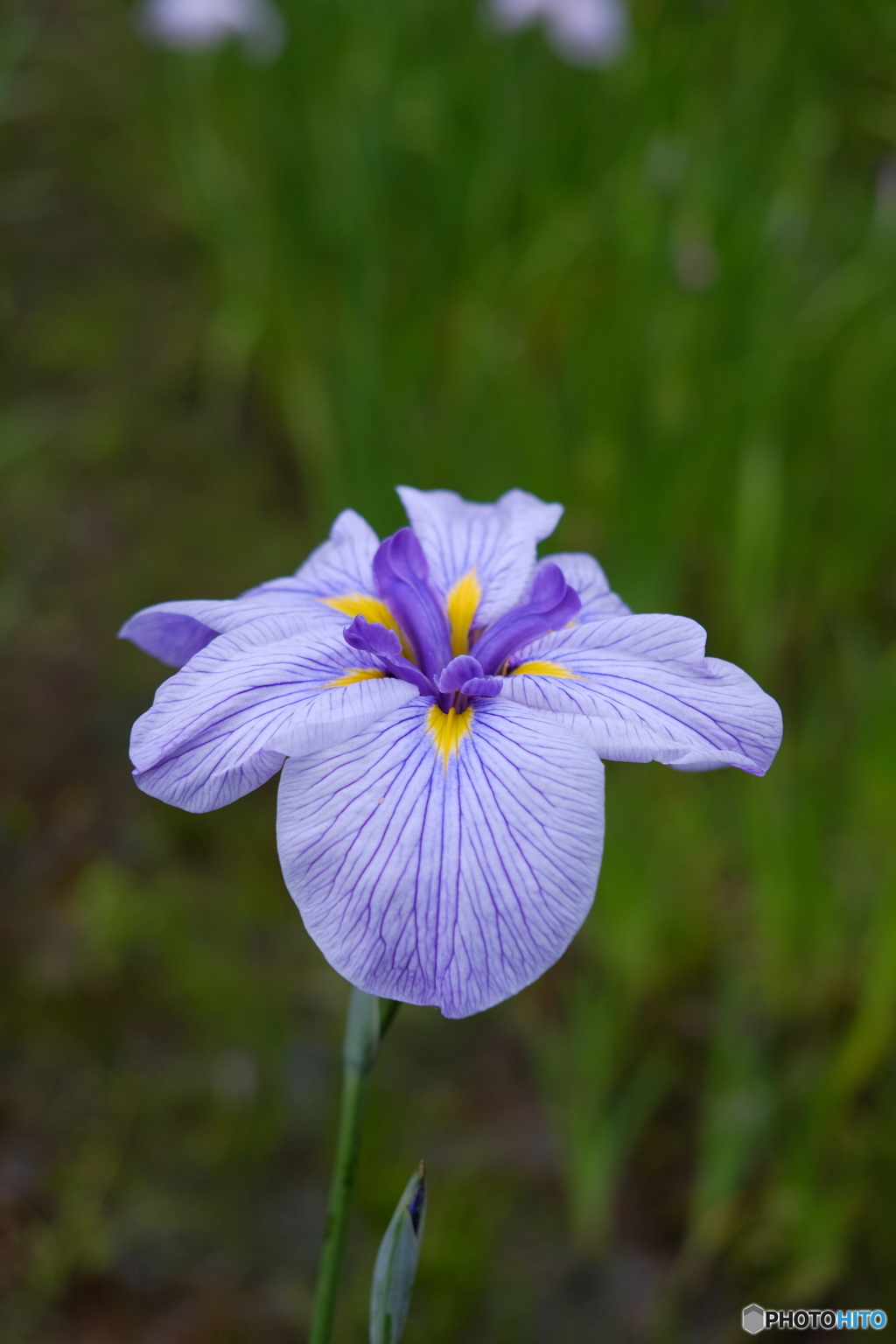 花菖蒲