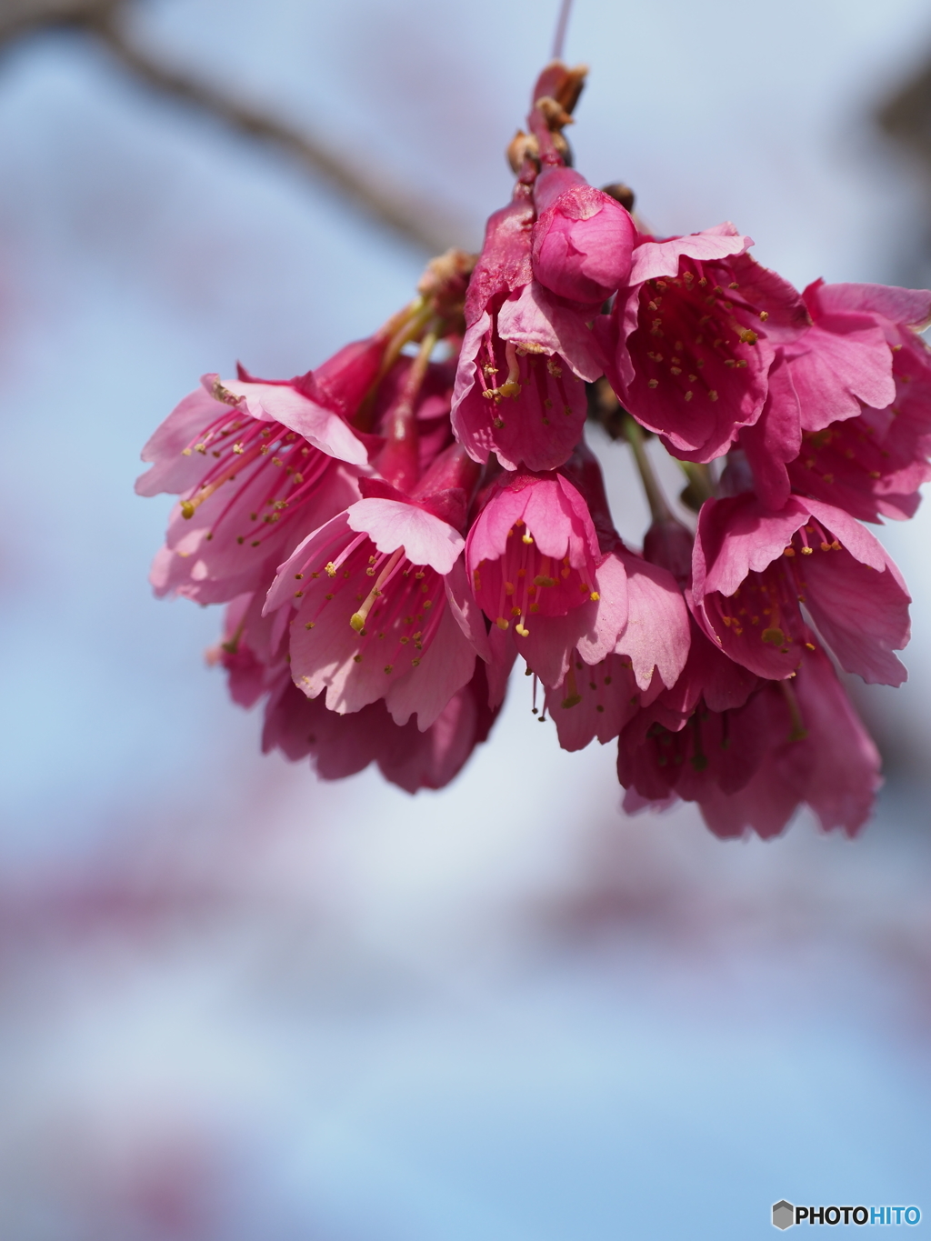 sakura